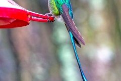 Long-tailed Sylph [Aglaiocercus kingii mocoa]