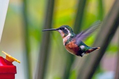 White-bellied Woodstar [Chaetocercus mulsant]