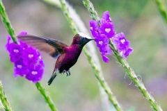 Snowcap [Microchera albocoronata parvirostris]