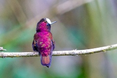 Snowcap [Microchera albocoronata parvirostris]
