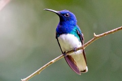 White-necked Jacobin [Florisuga mellivora mellivora]