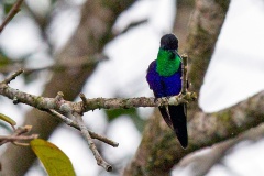 Crowned Woodnymph [Thalurania colombica venusta]