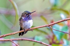 Volcano Hummingbird [Selasphorus flammula torridus]