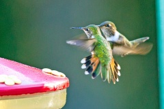 Volcano Hummingbird [Selasphorus flammula torridus]