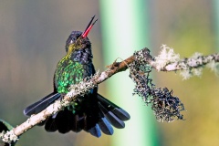 Fiery-throated Hummingbird [Panterpe insignis insignis]