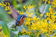 Purple-throated Mountaingem [Lampornis calolaemus calolaemus]