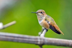 Scintillant Hummingbird [Selasphorus scintilla]