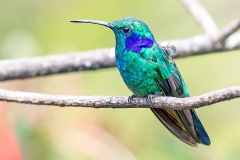 Lesser Violetear [Colibri cyanotus cabanidis]