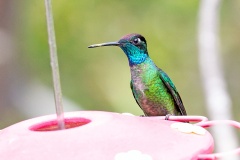 Talamanca Hummingbird [Eugenes spectabilis]