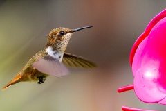 Scintillant Hummingbird [Selasphorus scintilla]