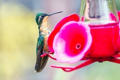 Grey-tailed Mountaingem [Lampornis cinereicauda]
