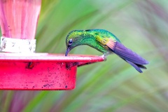 Stripe-tailed Hummingbird [Eupherusa eximia egregia]