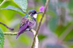 Grey-tailed Mountaingem [Lampornis cinereicauda]