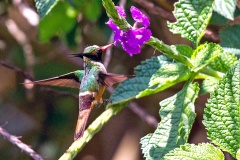 White-crested Coquette [Lophornis adorabilis]