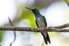 Mangrove Hummingbird [Chrysuronia boucardi]