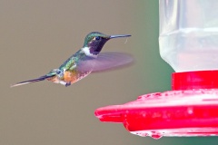 Magenta-throated Woodstar [Philodice bryantae]