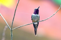 Magenta-throated Woodstar [Philodice bryantae]