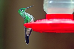 Green-crowned Brilliant [Heliodoxa jacula henryi]
