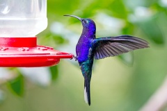 Violet Sabrewing [Campylopterus hemileucurus mellitus]