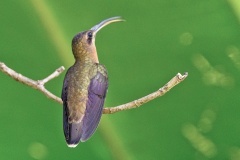 Bronzy Hermit [Glaucis aeneus] 