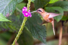 Stripe-throated Hermit [Phaethornis striigularis saturatus] 