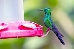 Green-crowned Brilliant [Heliodoxa jacula henryi]