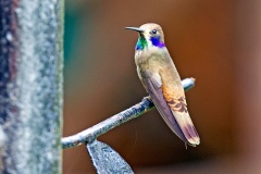 Brown Violetear [Colibri delphinae]