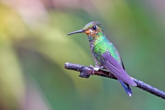 Green-crowned Brilliant [Heliodoxa jacula henryi]