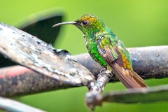 Coppery-headed Emerald [Microchera cupreiceps]