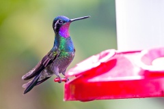 Purple-throated Mountaingem [Lampornis calolaemus calolaemus]