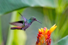 Rufous-tailed Hummingbird [Amazilia tzacatl tzacatl]