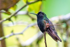 Black-bellied Hummingbird [Eupherusa nigriventris]