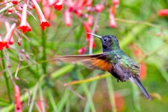 Black-bellied Hummingbird [Eupherusa nigriventris]