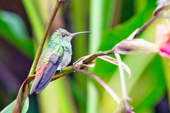 Rufous-tailed Hummingbird [Amazilia tzacatl tzacatl]