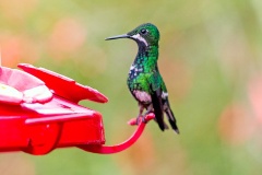 Green Thorntail [Discosura conversii]