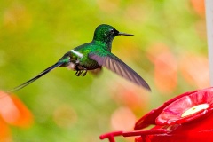Green Thorntail [Discosura conversii]