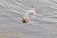 Harbor Seal [Phoca vitulina vitulina]