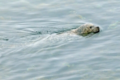 Harbor Seal [Phoca vitulina vitulina]
