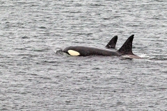 Orca [Orcinus orca]