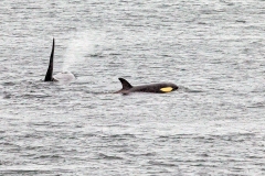 Orca [Orcinus orca]