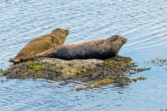 Grey Seal [Halichoerus grypus atlantica]