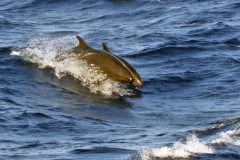 False Killer Whale [Pseudorca crassidens]