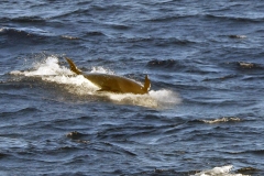 False Killer Whale [Pseudorca crassidens]
