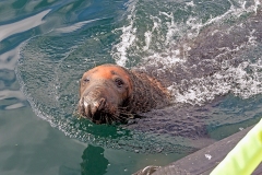 Grey Seal [Halichoerus grypus atlantica]