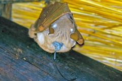 Peters's Epauletted Fruit Bat [Epomophorus crypturus]