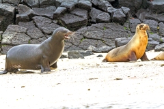 Galapagos Sea Lion [Zalophus wollebaeki]