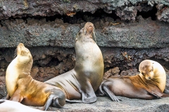 Galapagos Fur Seal [Arctocephalus galapagoensis]