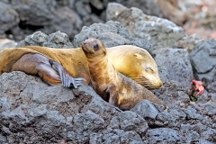 Galapagos Fur Seal [Arctocephalus galapagoensis]