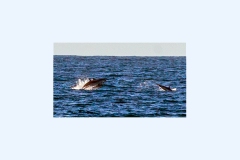 Spinner Dolphin [Stenella longirostris]