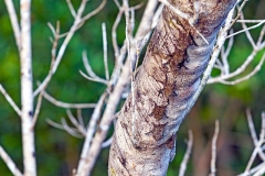 Proboscis Bat [Rhynchonycteris naso]